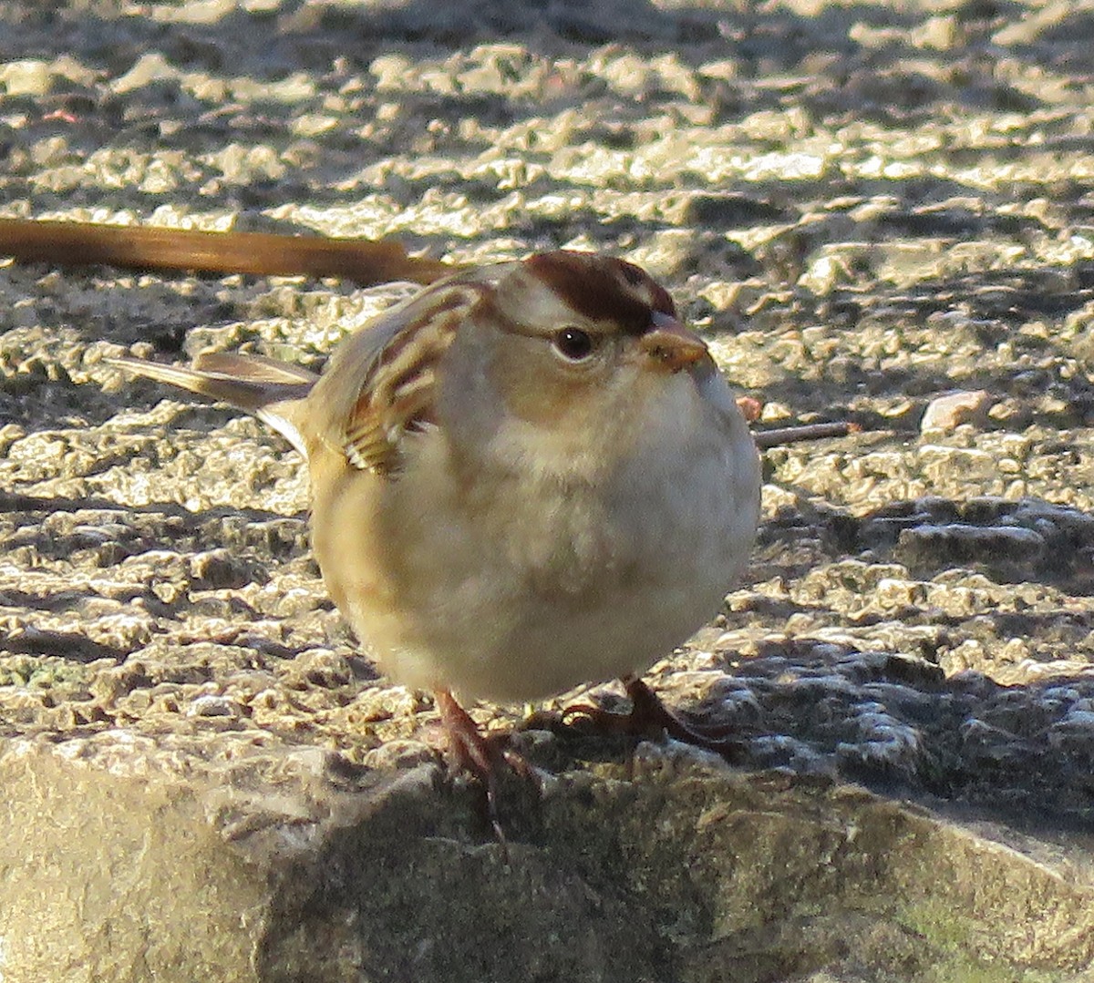 White-crowned Sparrow - ML275562471