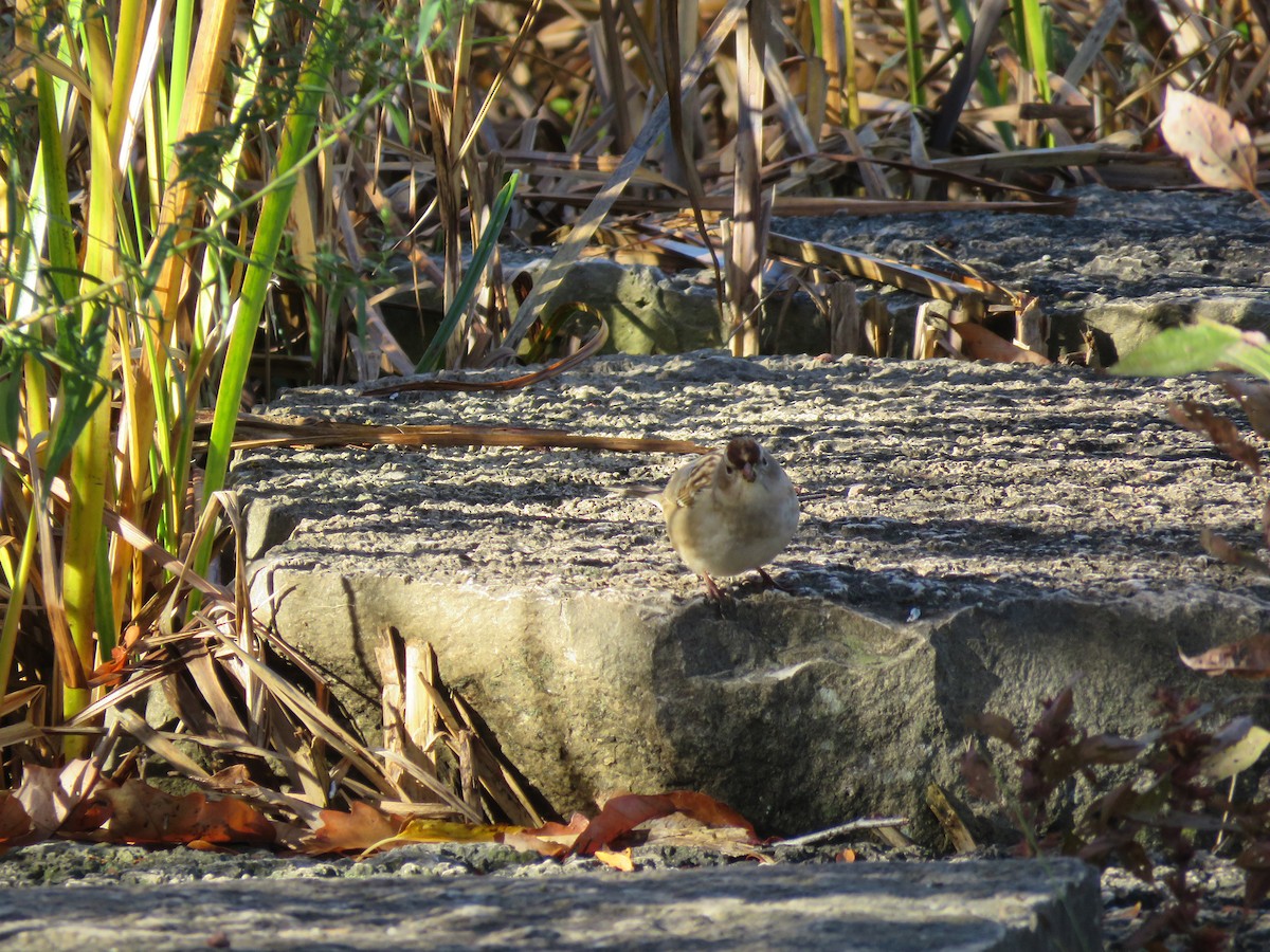 White-crowned Sparrow - ML275562521