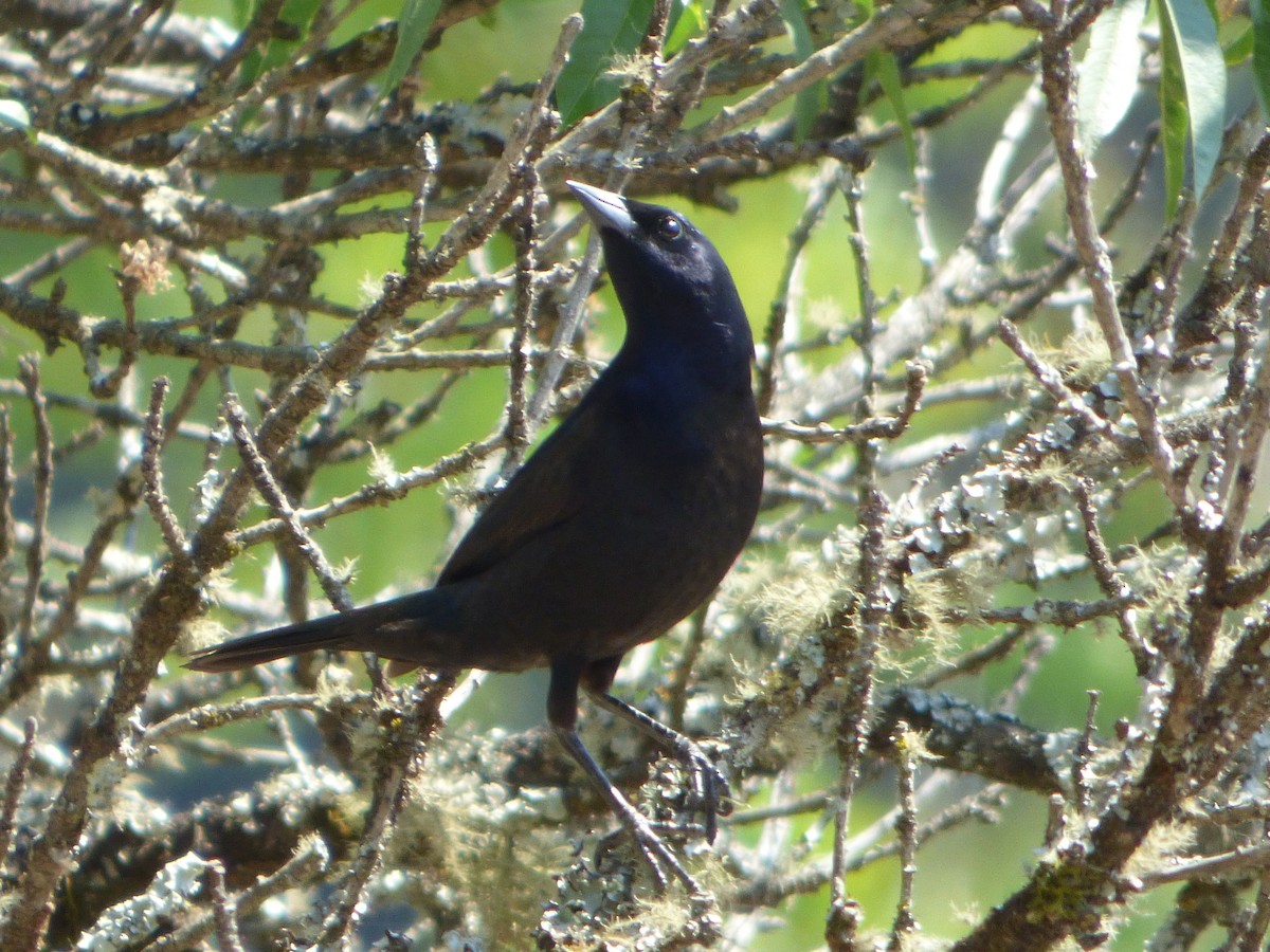 Shiny Cowbird - ML275563251