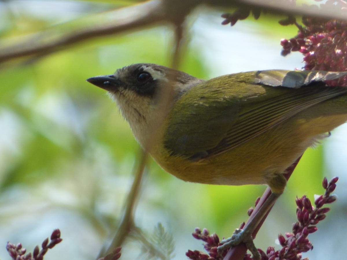 Common Chlorospingus - ML275564081