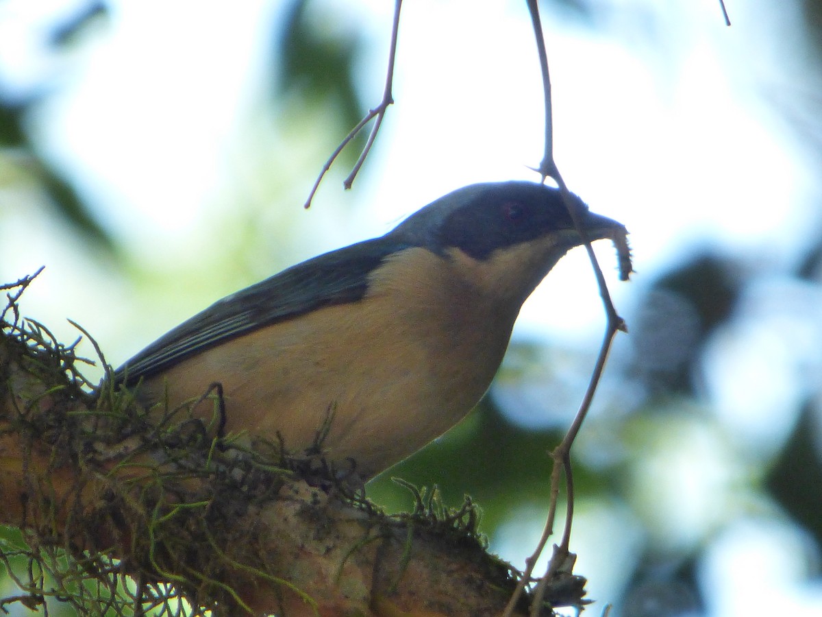 Fawn-breasted Tanager - ML275564841