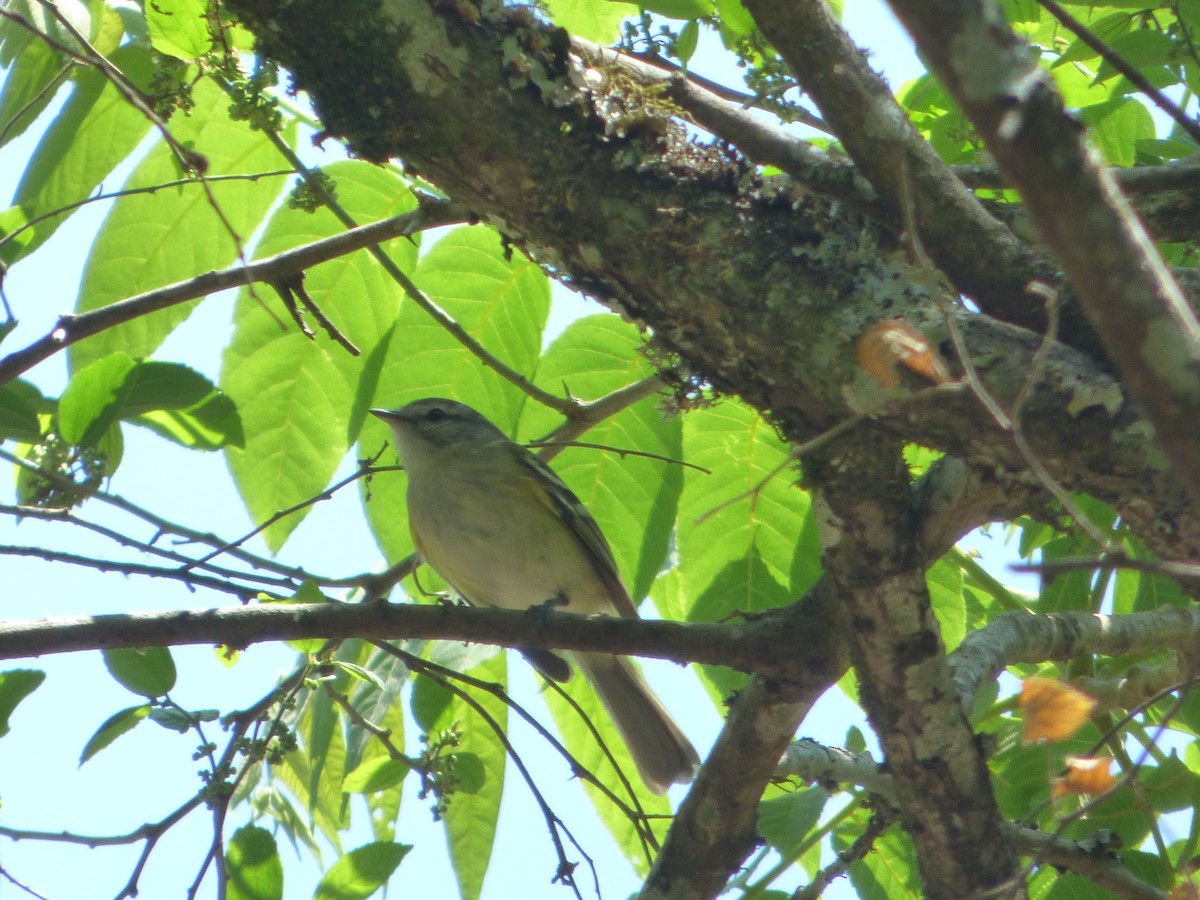 Buff-banded Tyrannulet - ML275565251