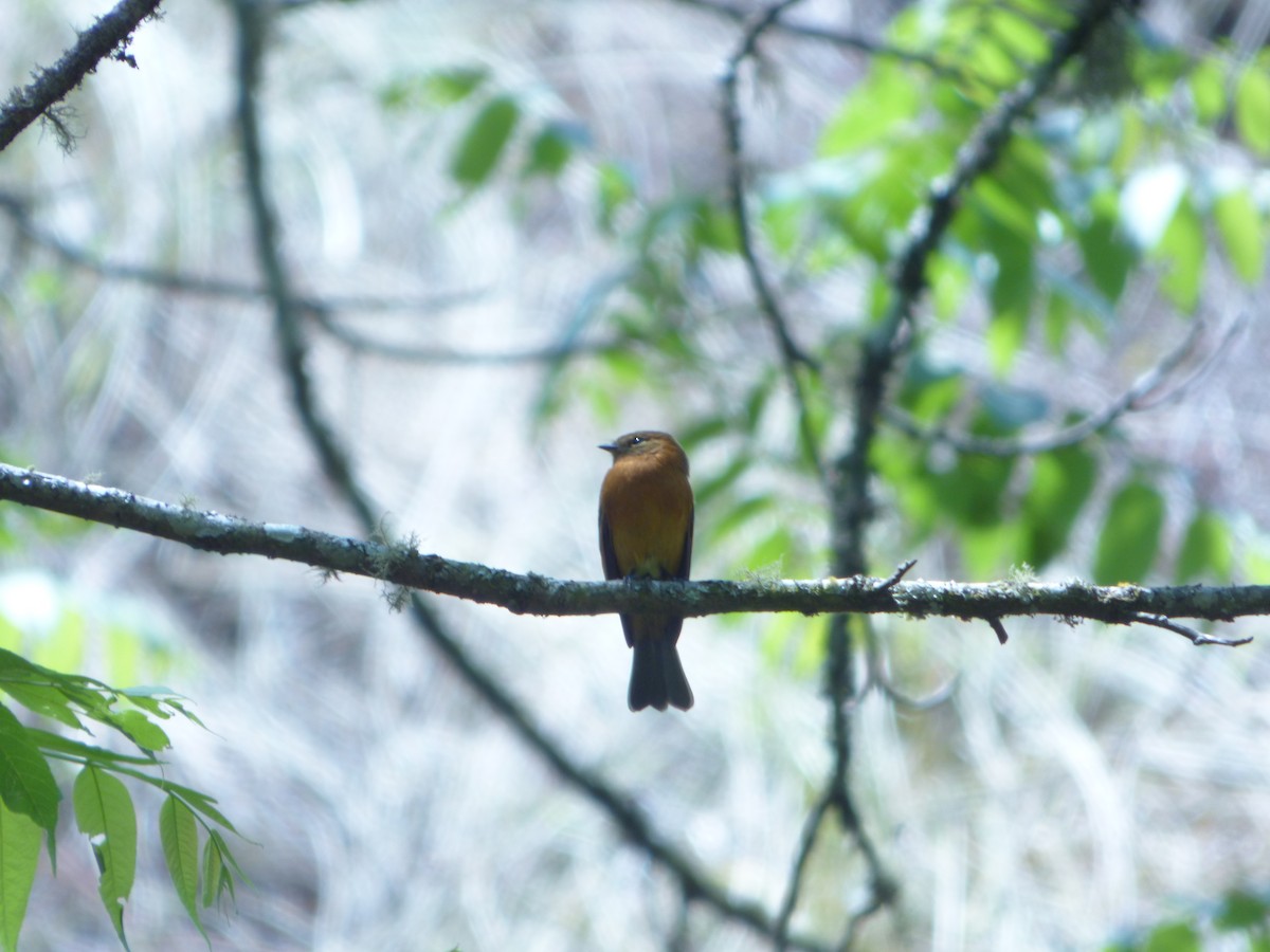 Cinnamon Flycatcher - ML275565441