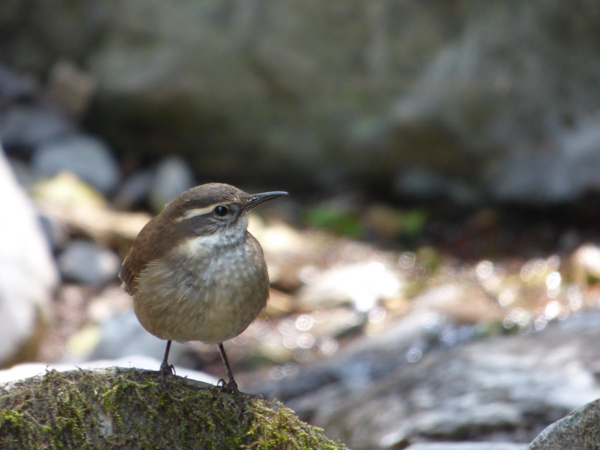 White-winged Cinclodes - ML275565691