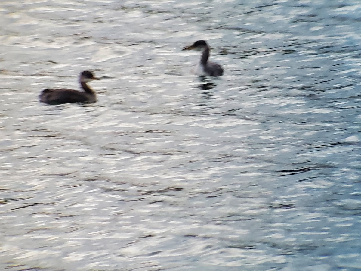 Red-necked Grebe - ML275567211