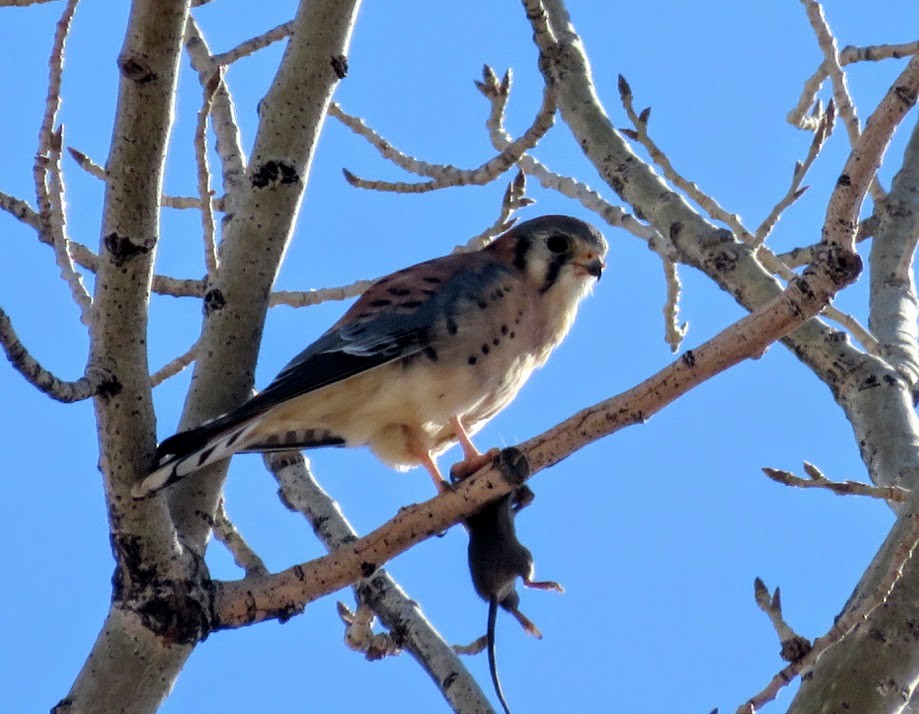 American Kestrel - ML275571891