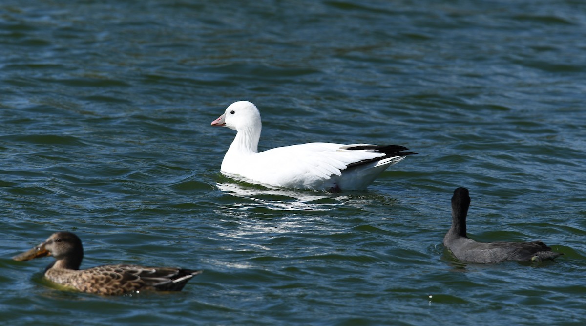 Ross's Goose - Lance Felber