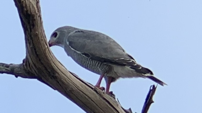 Lizard Buzzard - ML275573481