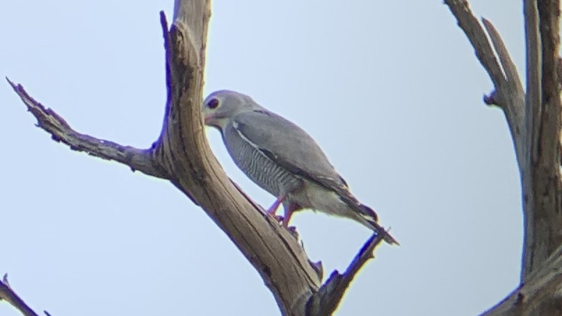 Lizard Buzzard - Craig R Miller