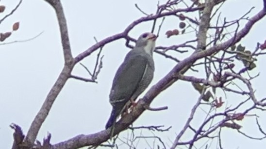 Lizard Buzzard - ML275573521