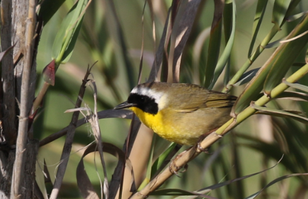 Common Yellowthroat - ML27557361