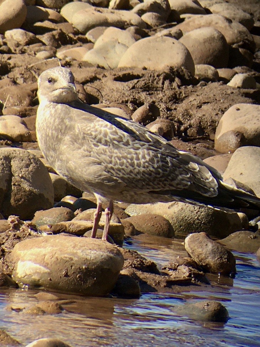 Iceland Gull (Thayer's) - ML275573791