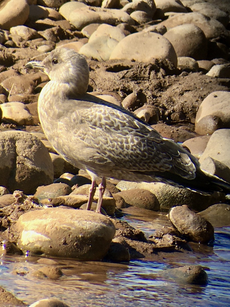 Iceland Gull (Thayer's) - ML275573801