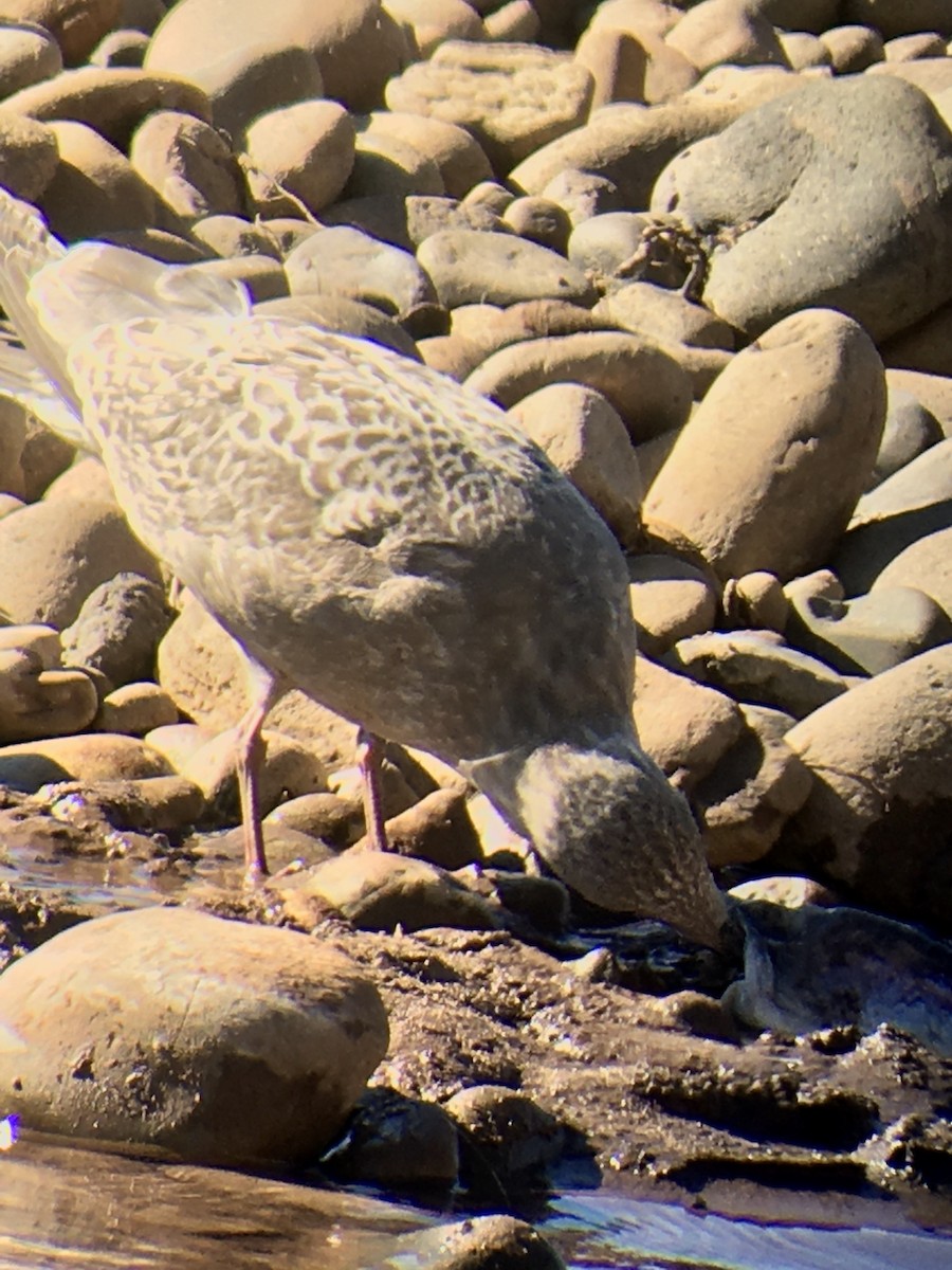 Iceland Gull (Thayer's) - ML275573821