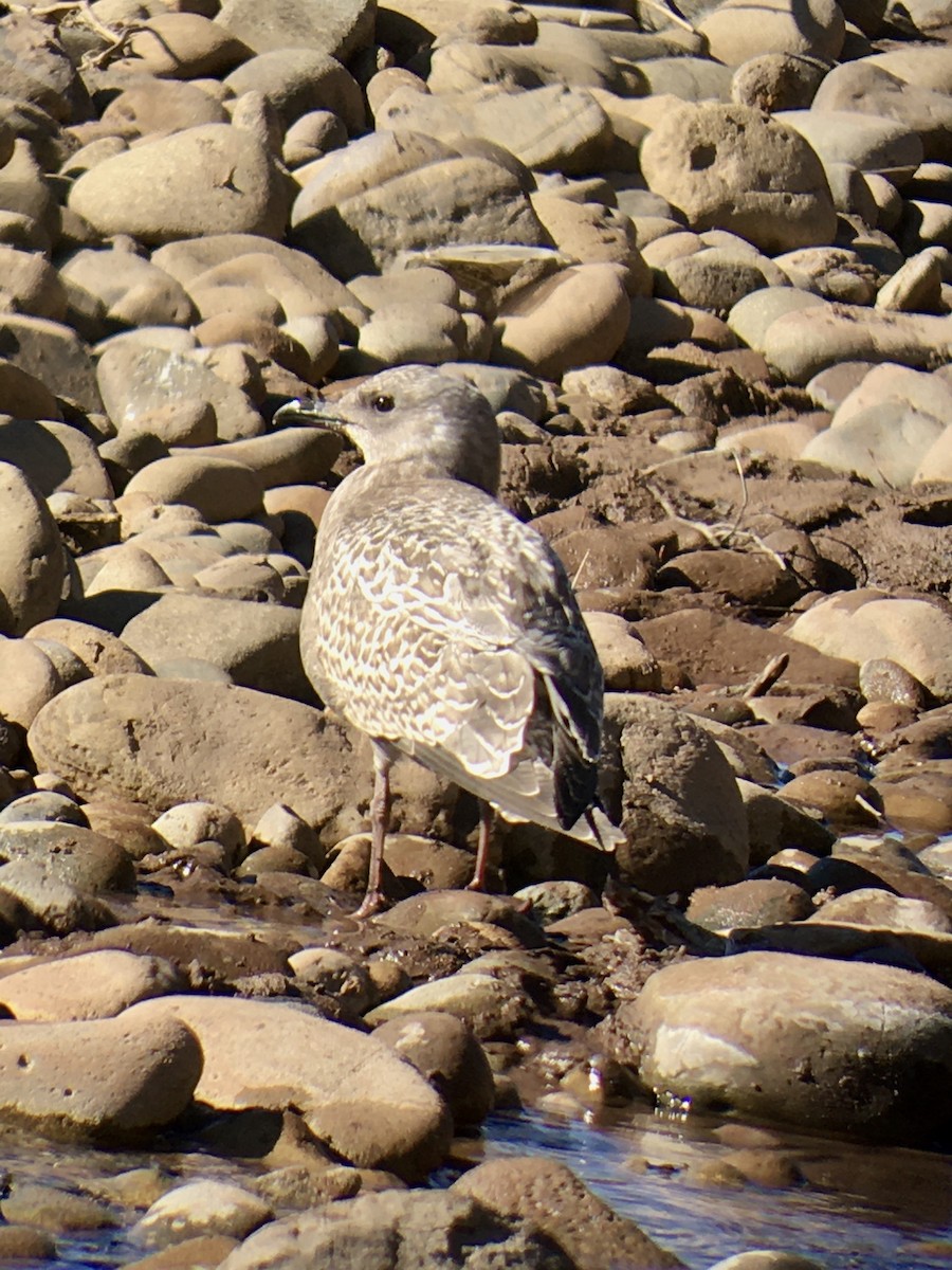 Iceland Gull (Thayer's) - ML275573831