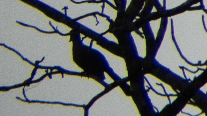 Purple-crested Turaco - ML275573901