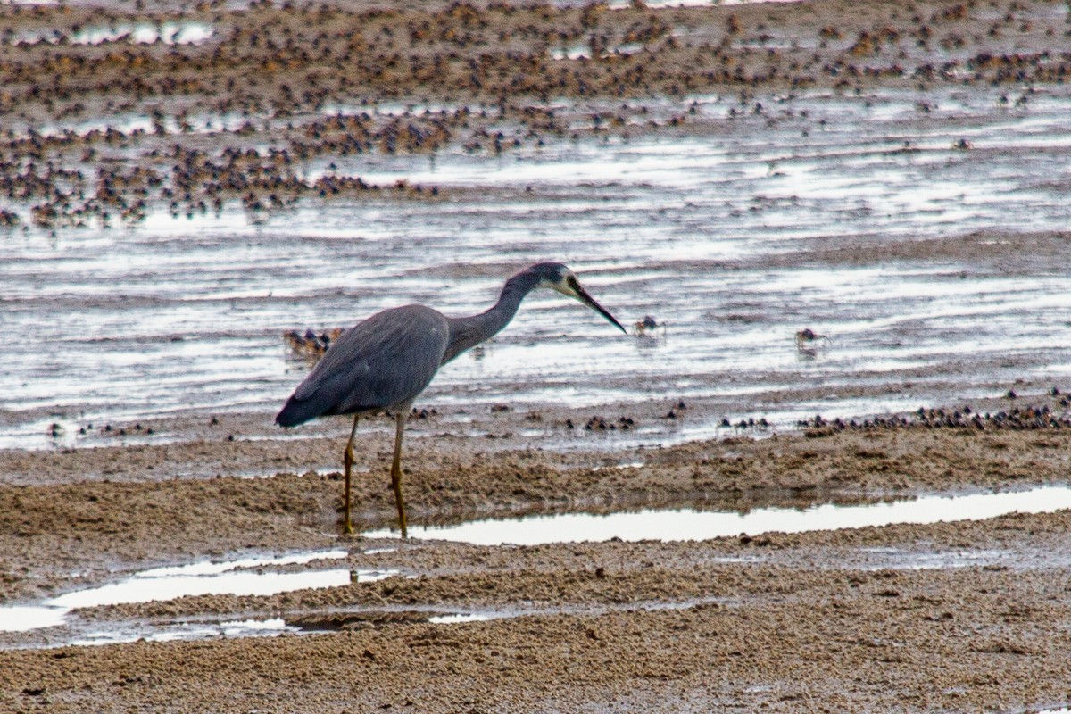 White-faced Heron - ML275573981