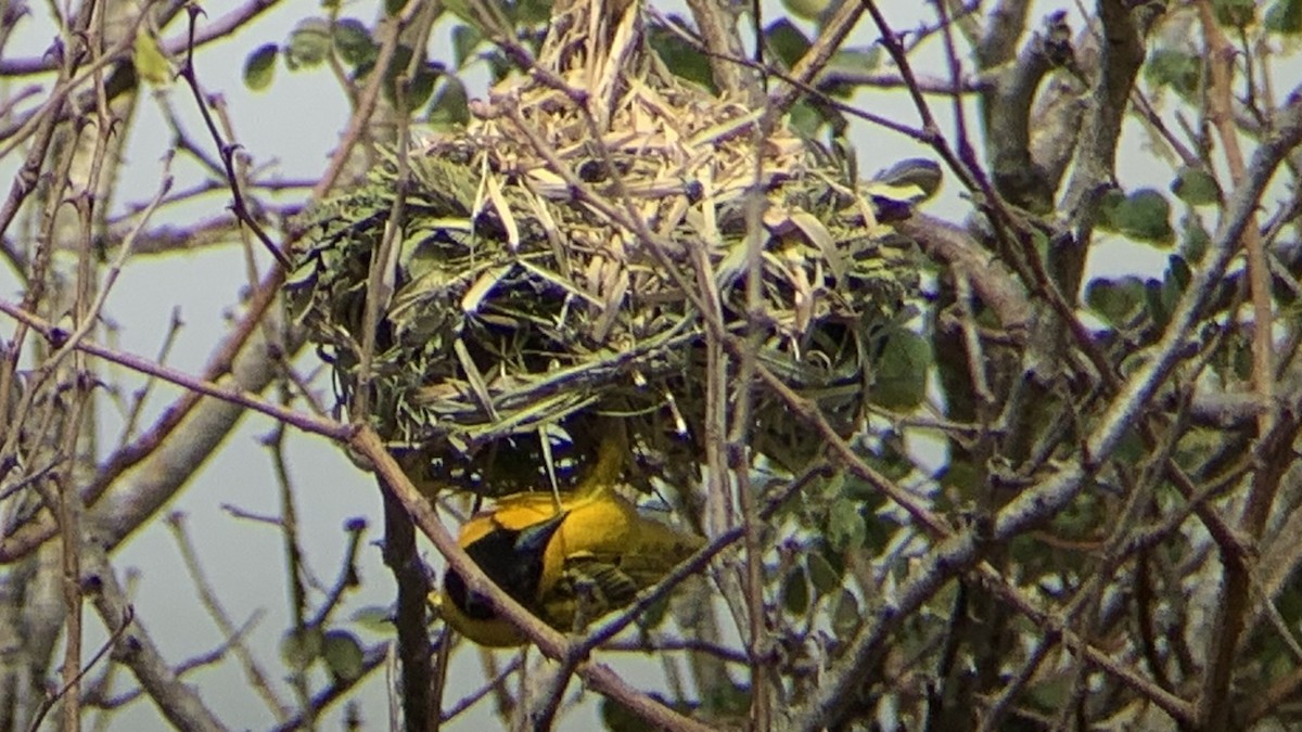 Village Weaver - Craig R Miller