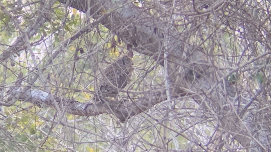 Spotted Eagle-Owl - Craig R Miller