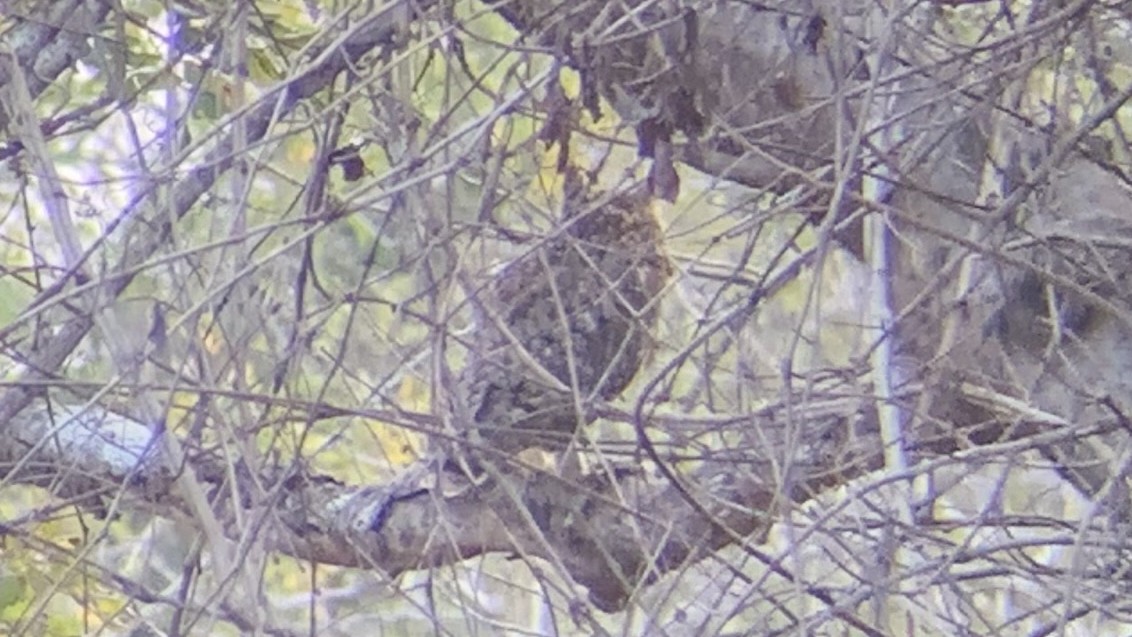Spotted Eagle-Owl - Craig R Miller