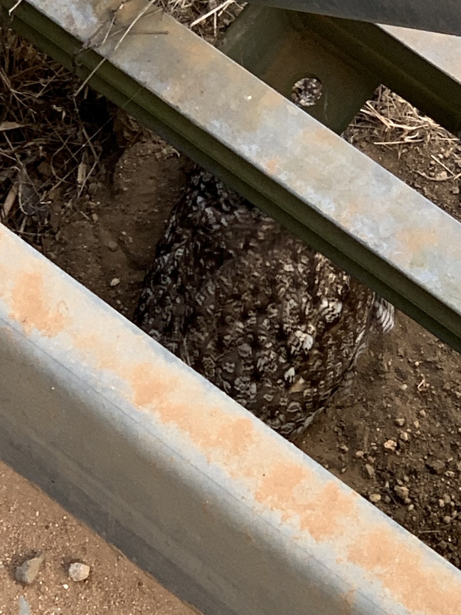 Spotted Eagle-Owl - Craig R Miller