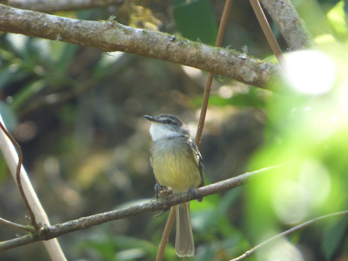 White-throated Tyrannulet - ML275574931