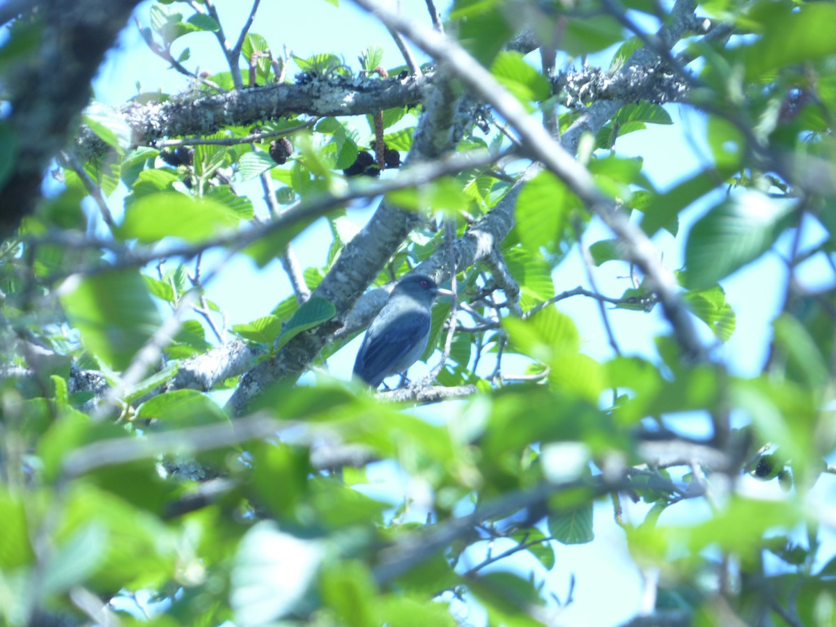 Plumbeous Black-Tyrant - ML275575321