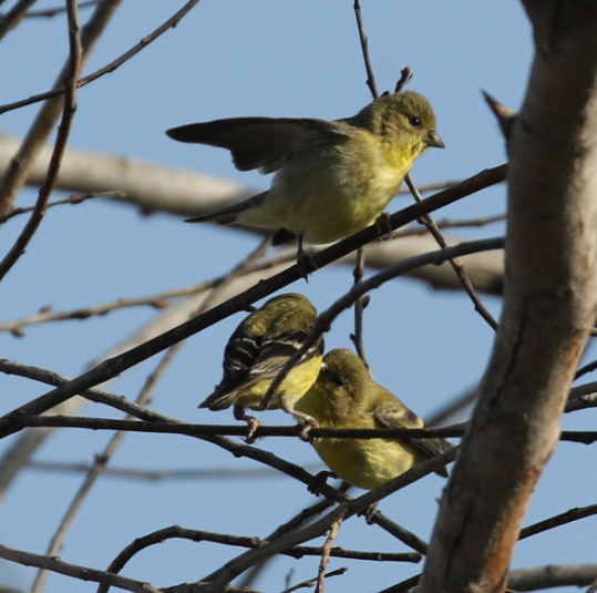 Lesser Goldfinch - ML27557541