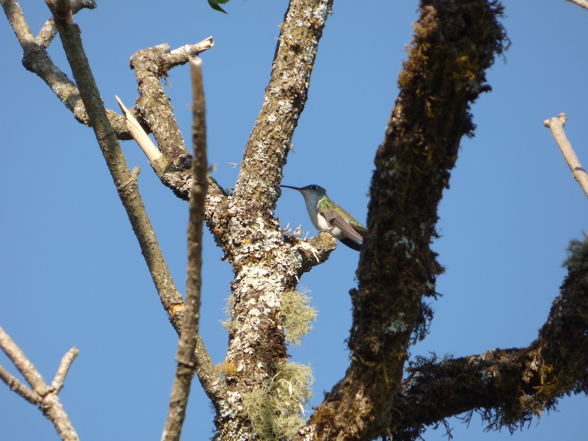 White-bellied Hummingbird - ML275576351