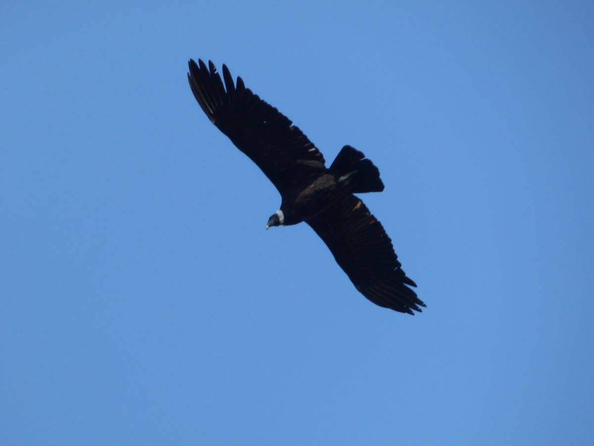 Andean Condor - ML275577321
