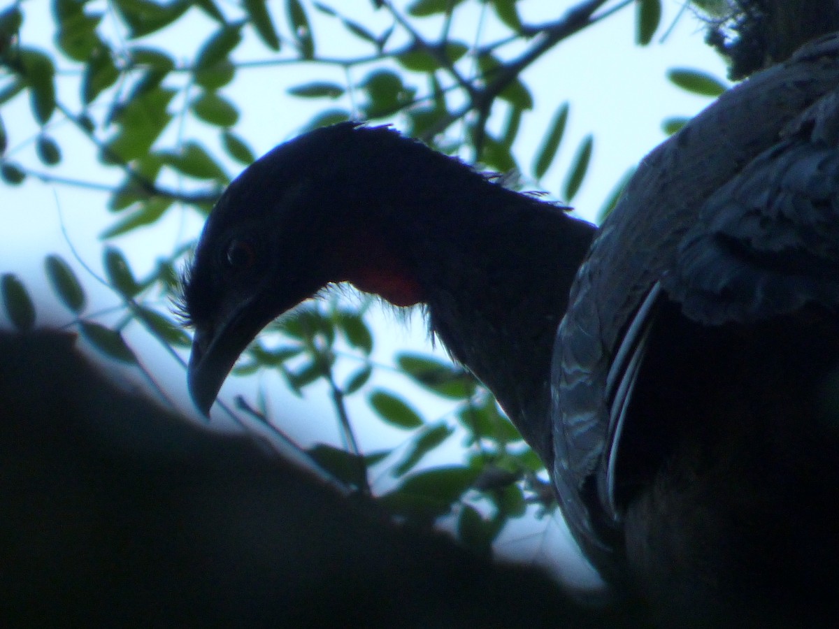 Yungas Guan - ML275577581