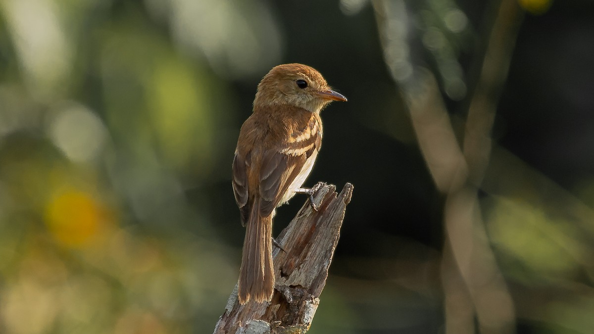 Bran-colored Flycatcher - ML275578021