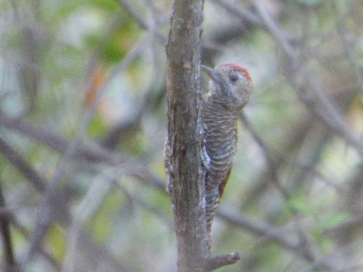 Dot-fronted Woodpecker - ML275578311
