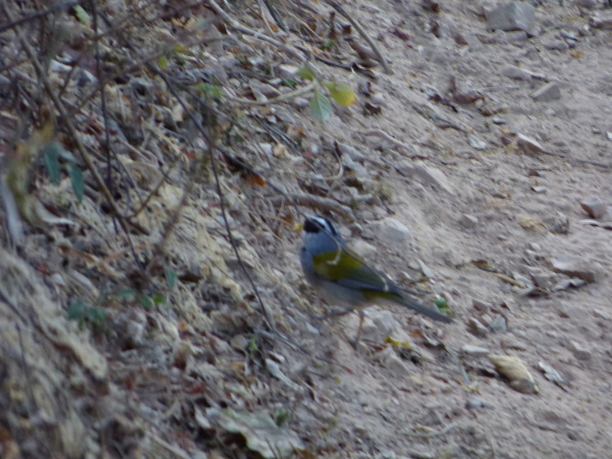 Moss-backed Sparrow - ML275578441