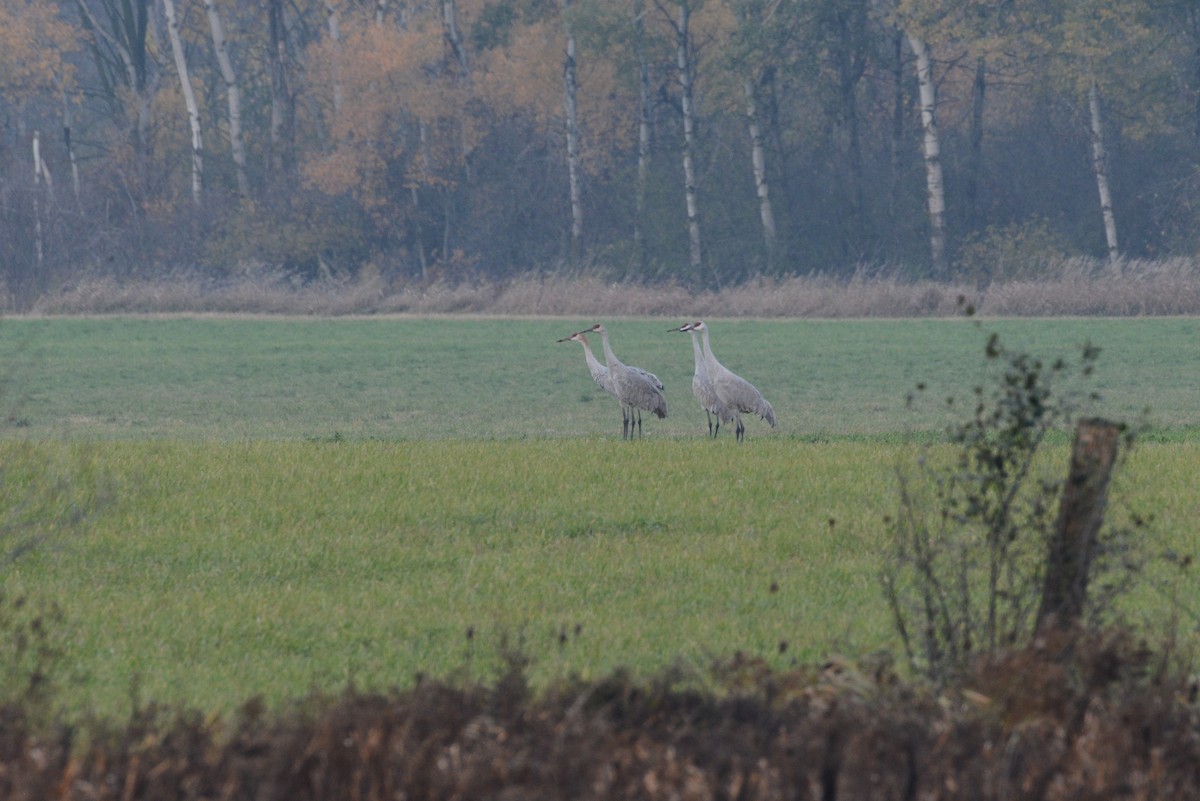 Sandhill Crane - ML275578591