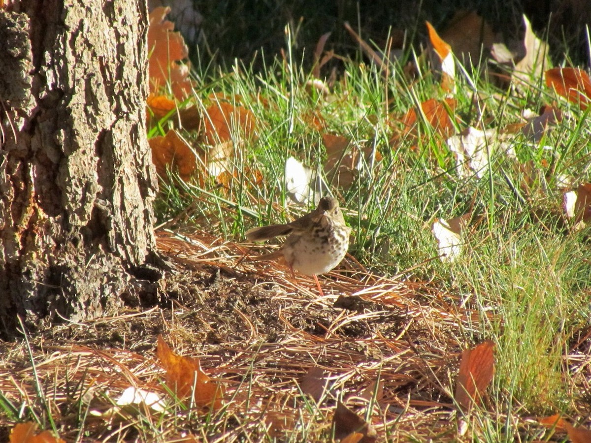 Hermit Thrush - ML275579271