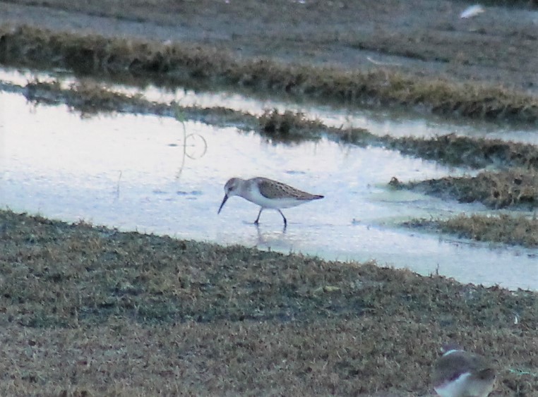 Western Sandpiper - ML275579831