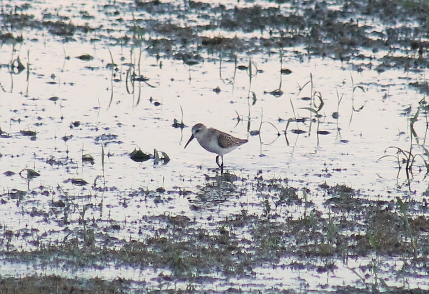 Western Sandpiper - ML275579931