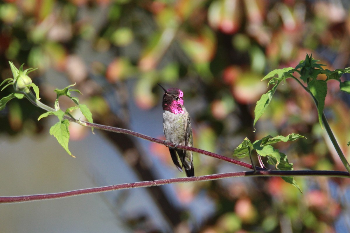 Anna's Hummingbird - ML275580051
