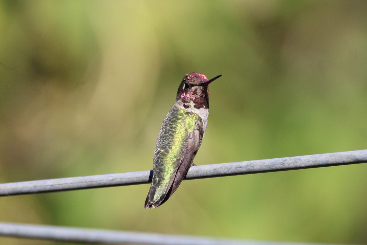 Anna's Hummingbird - ML275580101