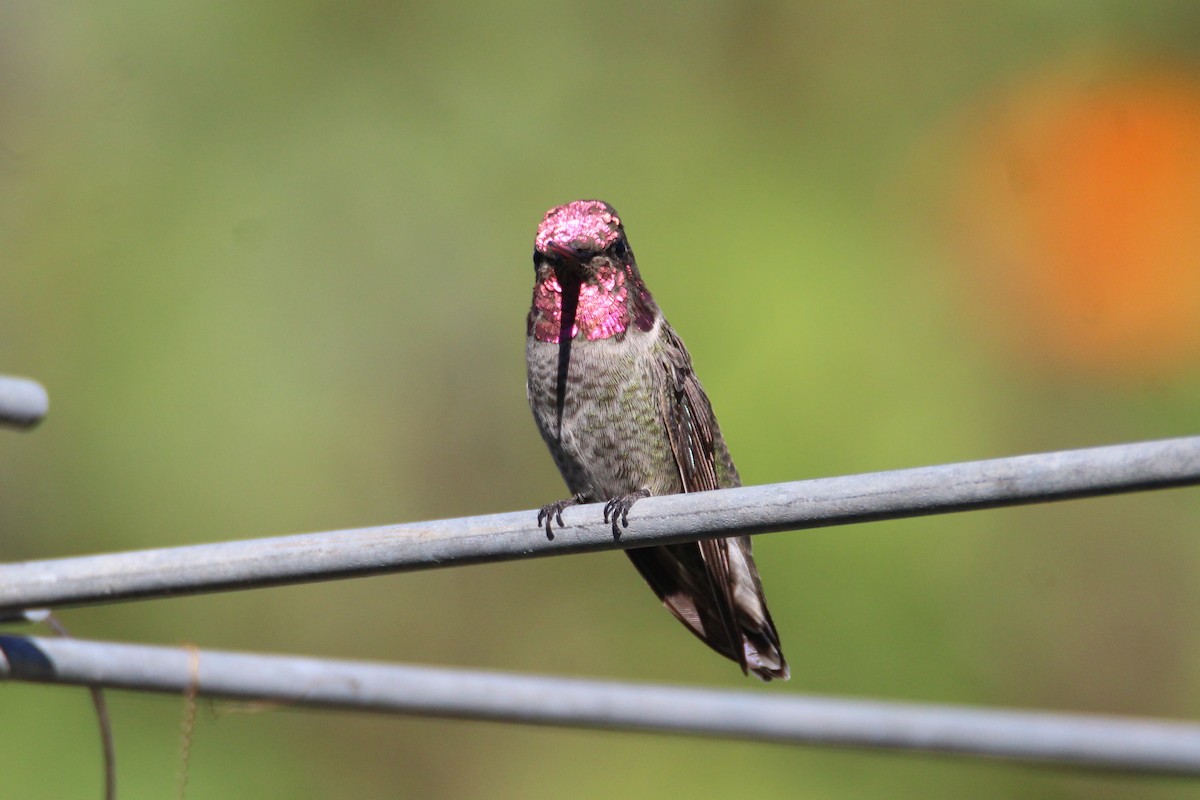 Anna's Hummingbird - ML275580141