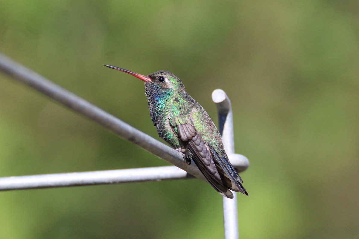 Broad-billed Hummingbird - ML275580241