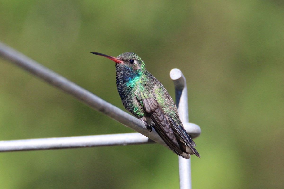 Broad-billed Hummingbird - ML275580251