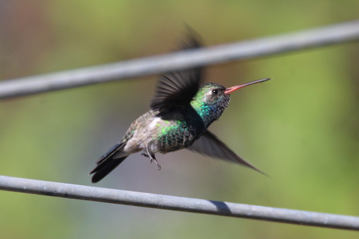 Broad-billed Hummingbird - ML275580371