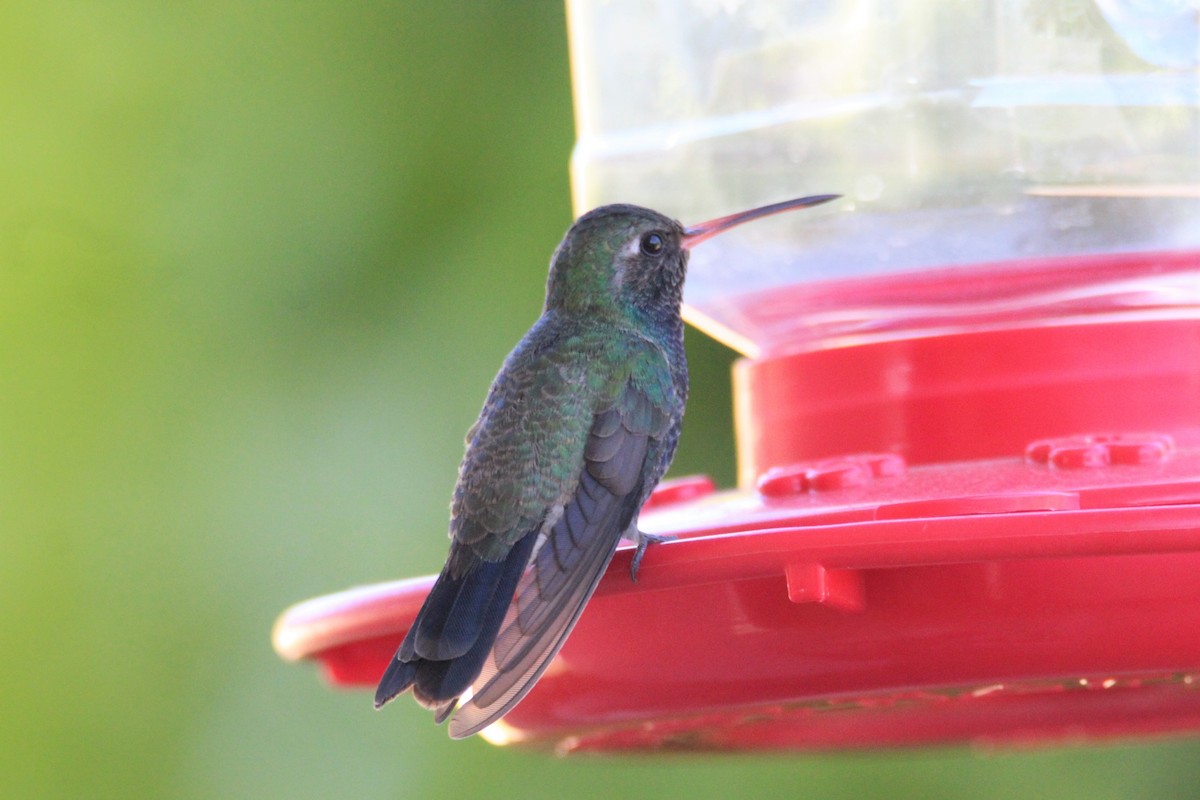 Broad-billed Hummingbird - ML275580491