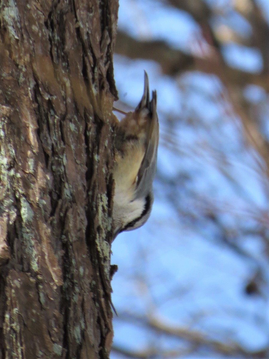 Eurasian Nuthatch (Buff-bellied) - Mark Smiles