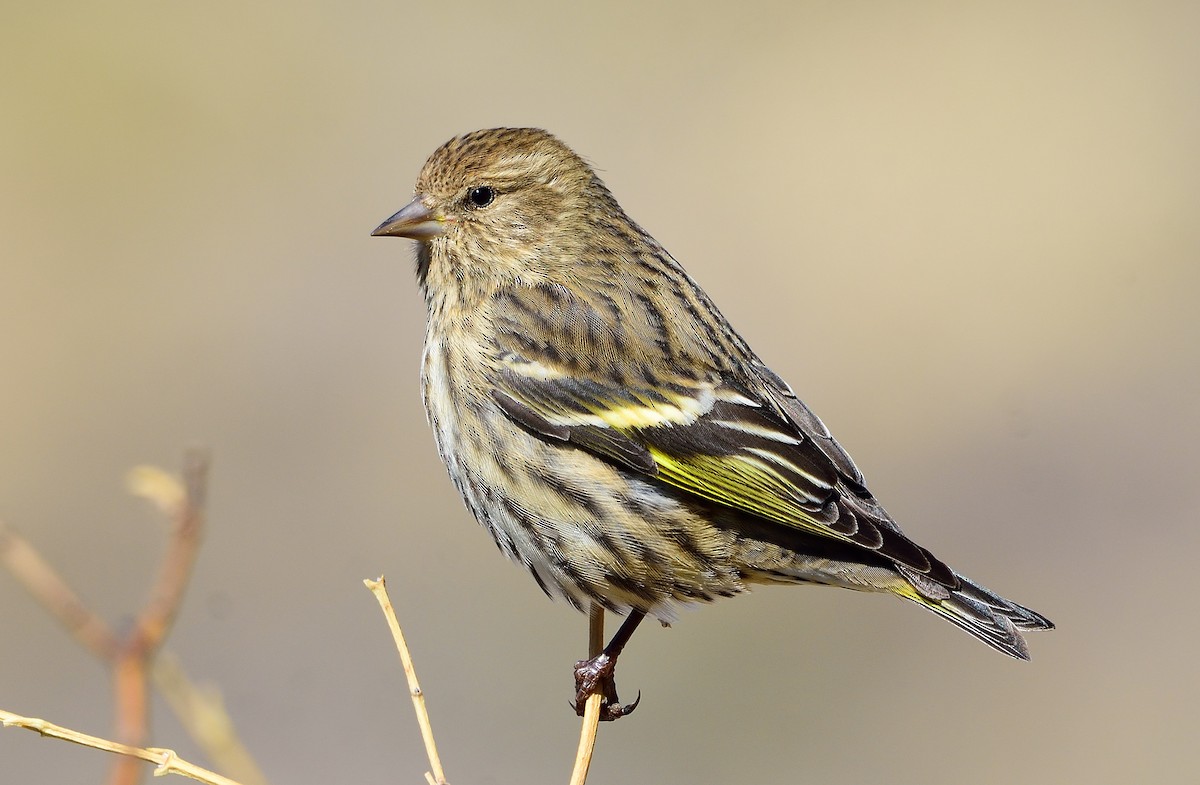 Pine Siskin - ML275581001