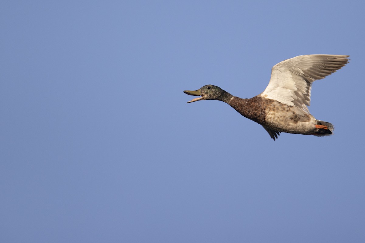 Stockente - ML275581681