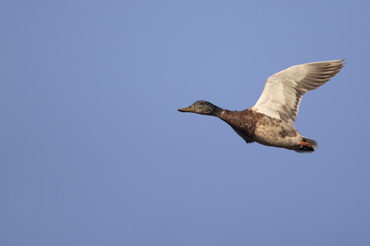 Stockente - ML275581691