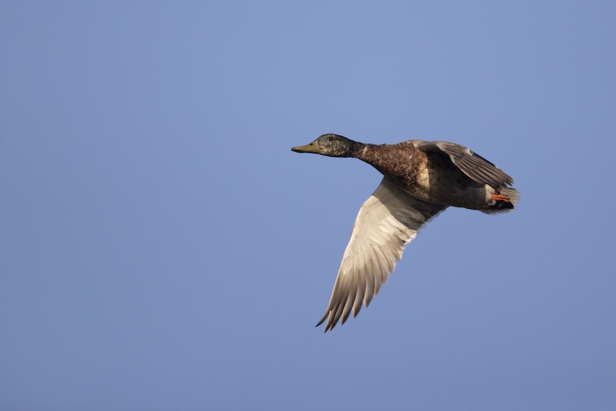 Stockente - ML275581701